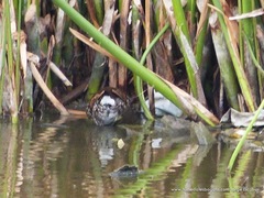 Porphyriops melanops