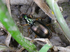 Agonum extensicolle