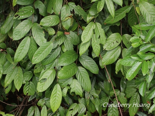 Sageretia randaiensis Hayata