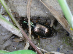 Agonum extensicolle