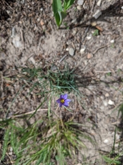 Sisyrinchium idahoense