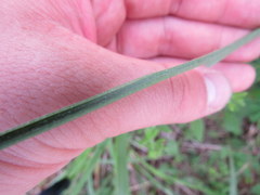 Carex hirsutella