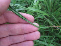 Carex hirsutella