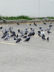Columba livia domestica