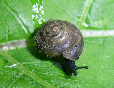 Pseudotrichia