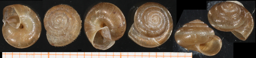German hairy snail