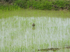 Gallicrex cinerea