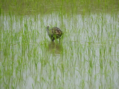 Gallicrex cinerea