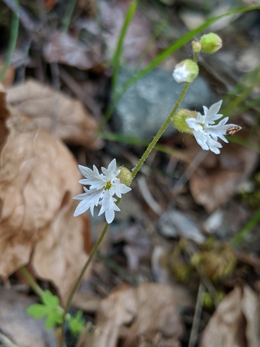 Image of Siskiyou Mountain Woodland Star (Lithophragma campanulatum) by no rights reserved