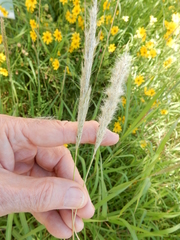 Bothriochloa torreyana