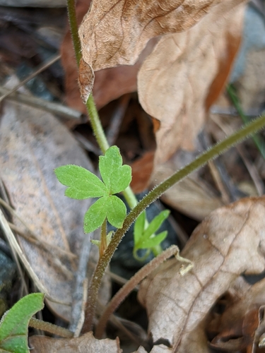 Image of Siskiyou Mountain Woodland Star (Lithophragma campanulatum) by no rights reserved