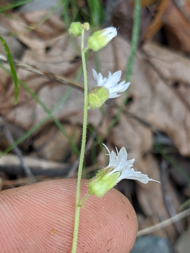 Image of Siskiyou Mountain Woodland Star (Lithophragma campanulatum) by no rights reserved