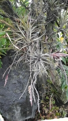 Tillandsia