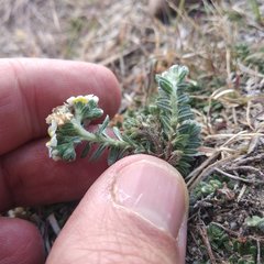 Euploca foliosissima