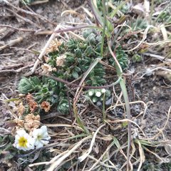 Euploca foliosissima