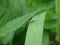 Errastunus ocellaris