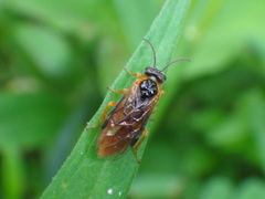 Arge ochropus