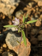 Phacelia leonis