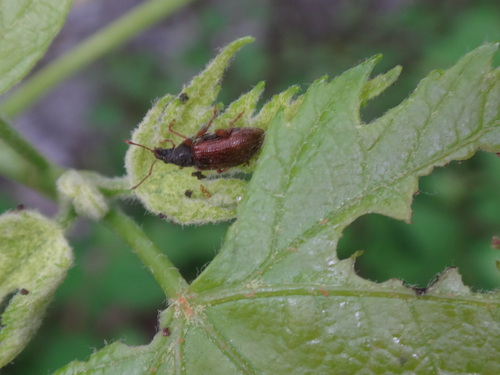 Brown Leaf Weevil photo 5
