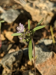 Phacelia leonis