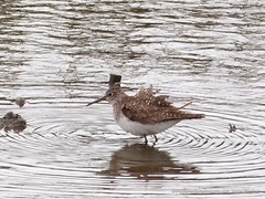 Tringa solitaria