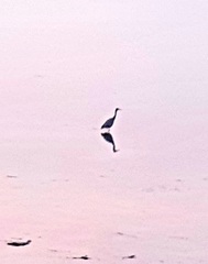 Egretta novaehollandiae