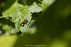 Nomada flava
