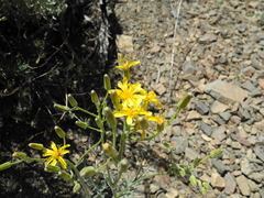 Crepis intermedia