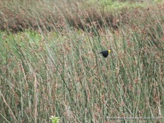 Chrysomus icterocephalus