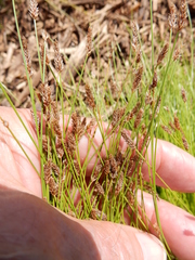 Eleocharis compressa