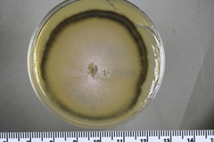 Aureobasidium subglaciale