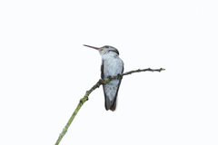 Elliotomyia viridicauda