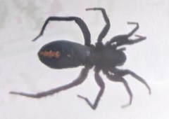 Castianeira descripta