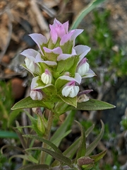 Orthocarpus cuspidatus