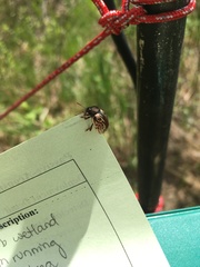 Calligrapha confluens