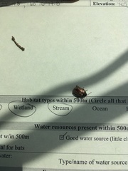 Calligrapha confluens