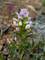 Orthocarpus cuspidatus