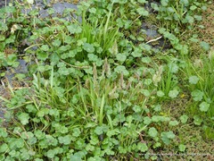 Hydrocotyle ranunculoides
