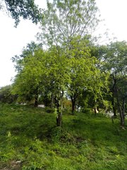Bursera tomentosa