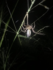 Neosparassus macilentus