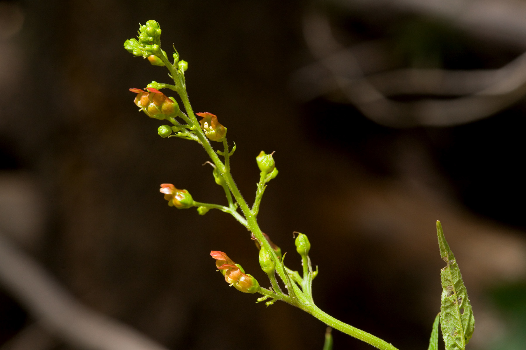 Scrophularia montana