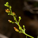 Scrophularia montana - Photo no hay derechos reservados