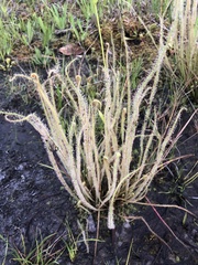 Drosera filiformis