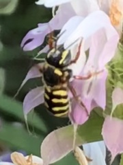 Dianthidium texanum