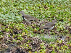 Vanellus chilensis