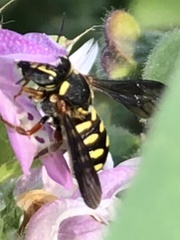Dianthidium texanum