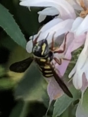 Dianthidium texanum