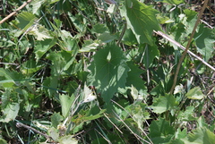 Vitis acerifolia