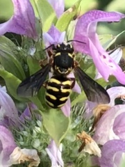 Dianthidium texanum
