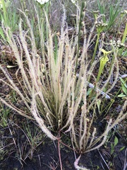 Drosera filiformis